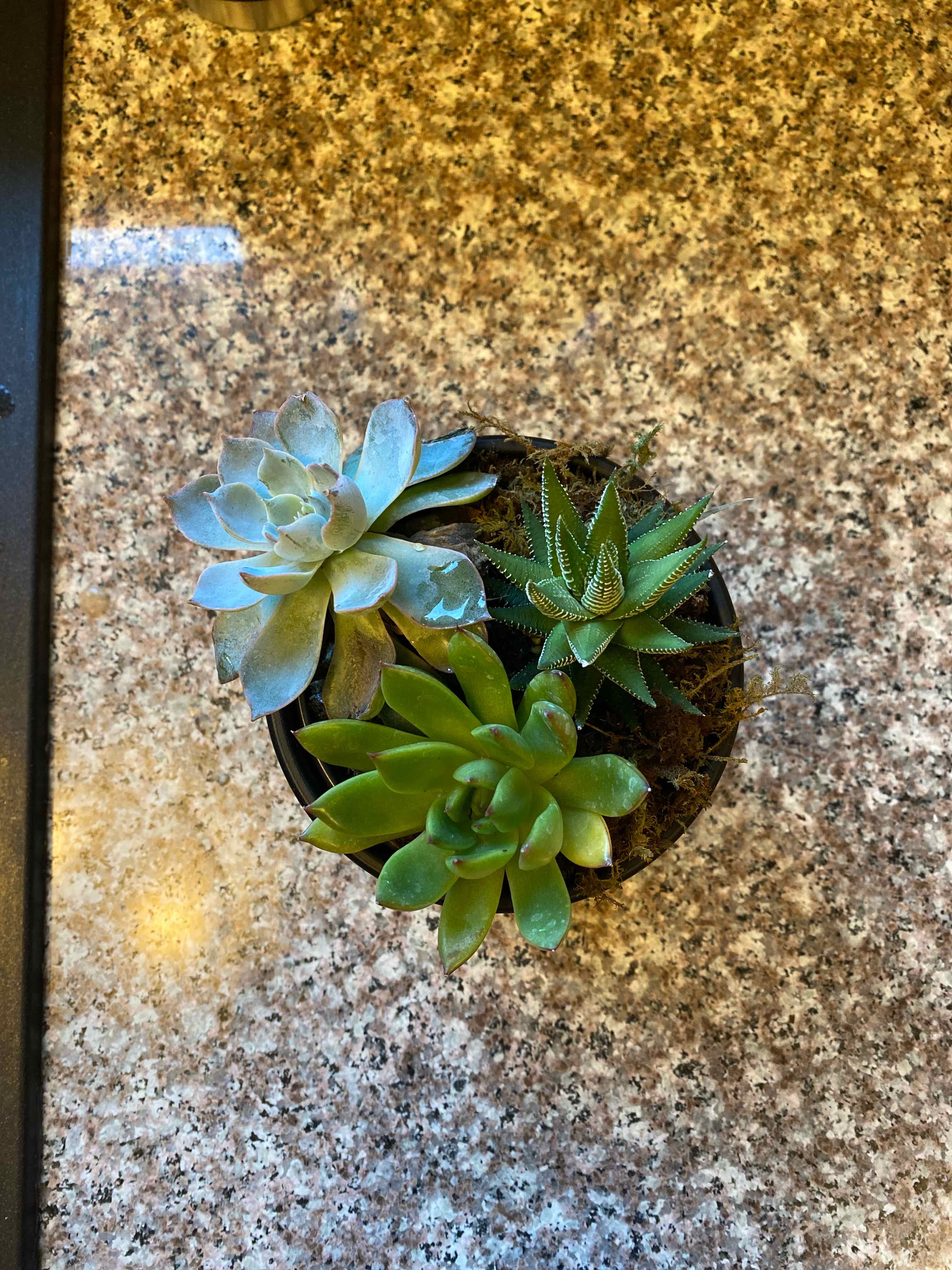 Potted arrangement of succulents including Graptosedum 'Ghosty' on a granite surface.