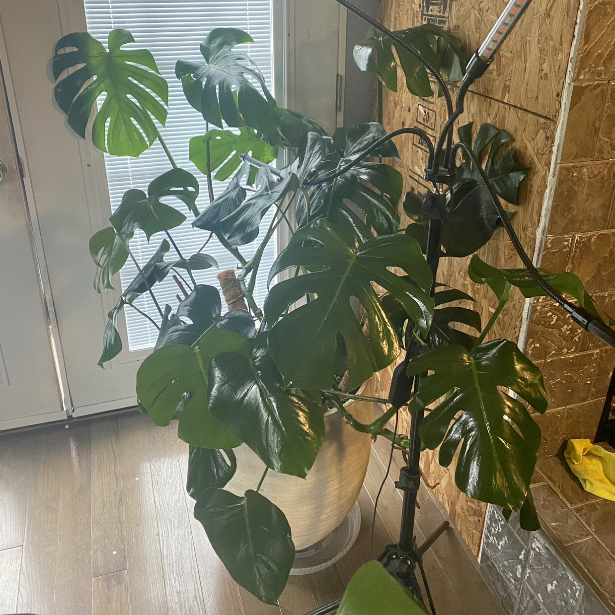 Monstera plant photo by @TwistedThreads named My Love ❤️ on Greg, the plant care app.