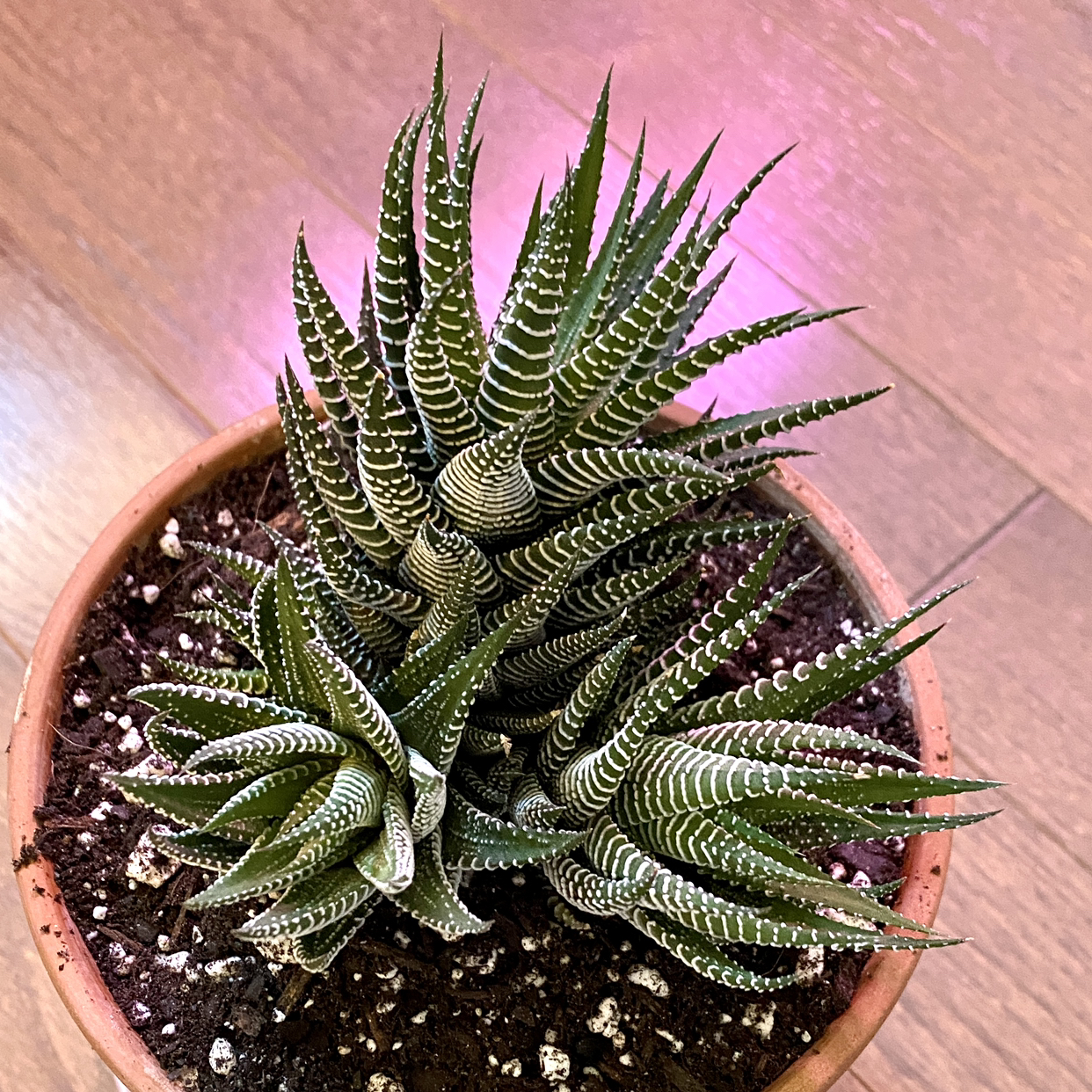 Zebra Plant plant photo by @TwistedThreads named Daphnee on Greg, the plant care app.