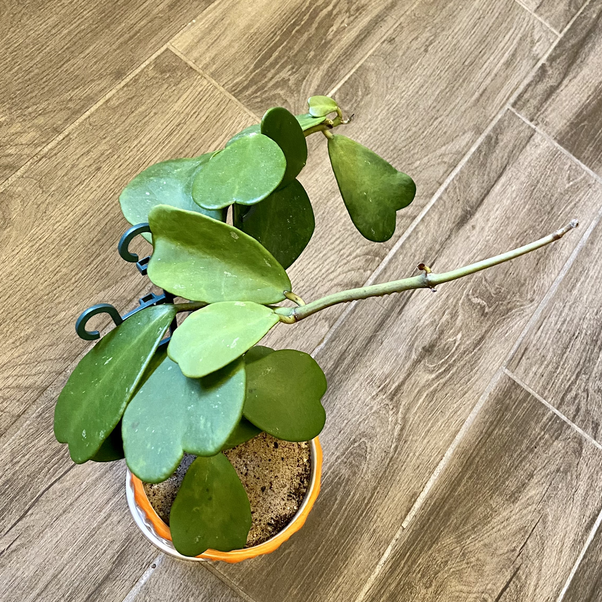 Sweetheart Hoya plant photo by @TwistedThreads named Hearts & Love on Greg, the plant care app.