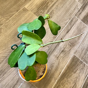 Sweetheart Hoya plant photo by @KikiGoldblatt named Hearts & Love on Greg, the plant care app.