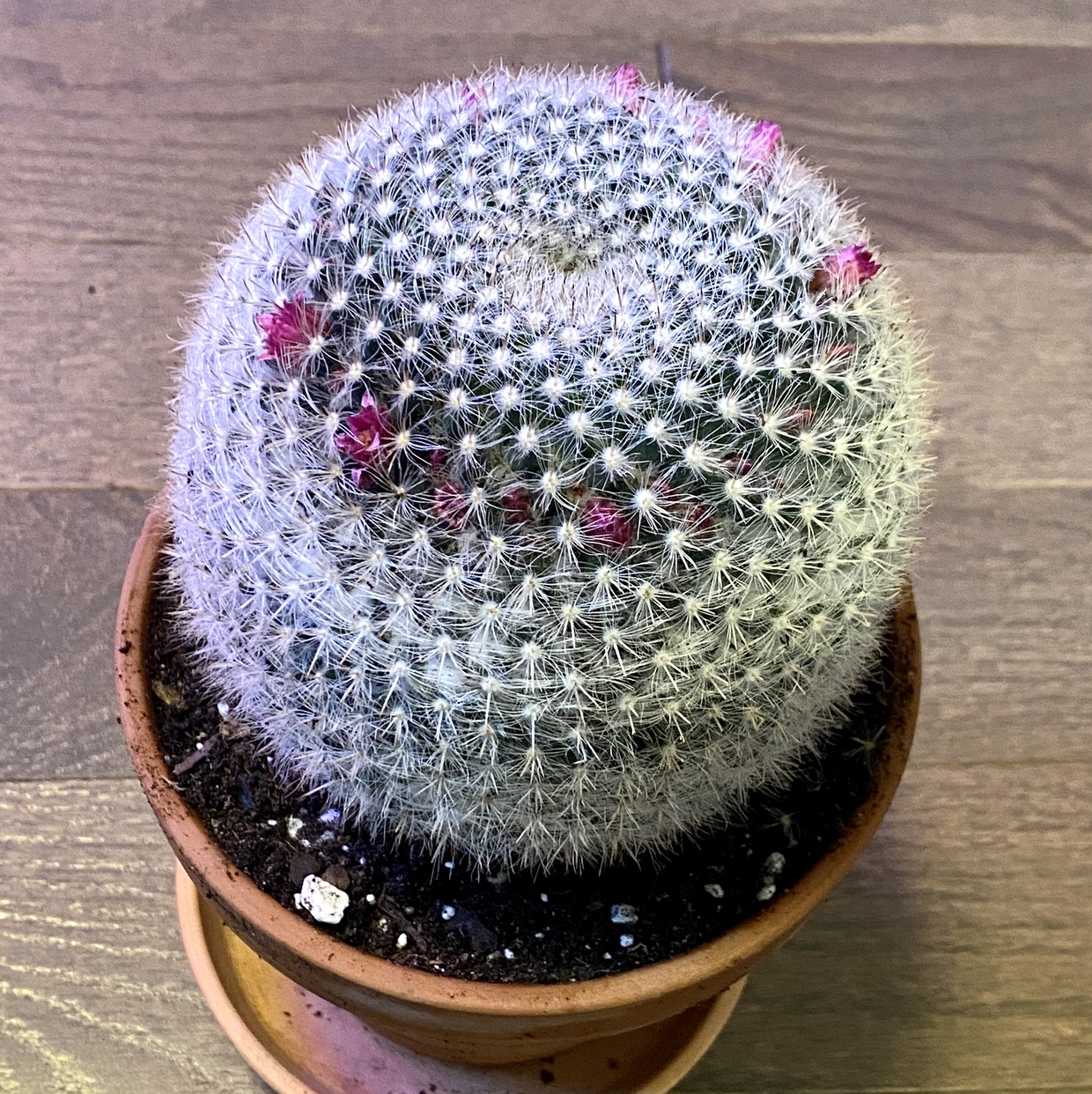 Twin Spined Cactus plant photo by @TwistedThreads named Old Lady Cactus on Greg, the plant care app.