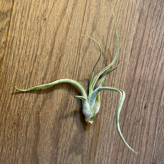 Medusa Head Air Plant plant in Oliver Springs, Tennessee