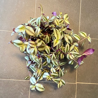 Tradescantia Zebrina plant in Oliver Springs, Tennessee