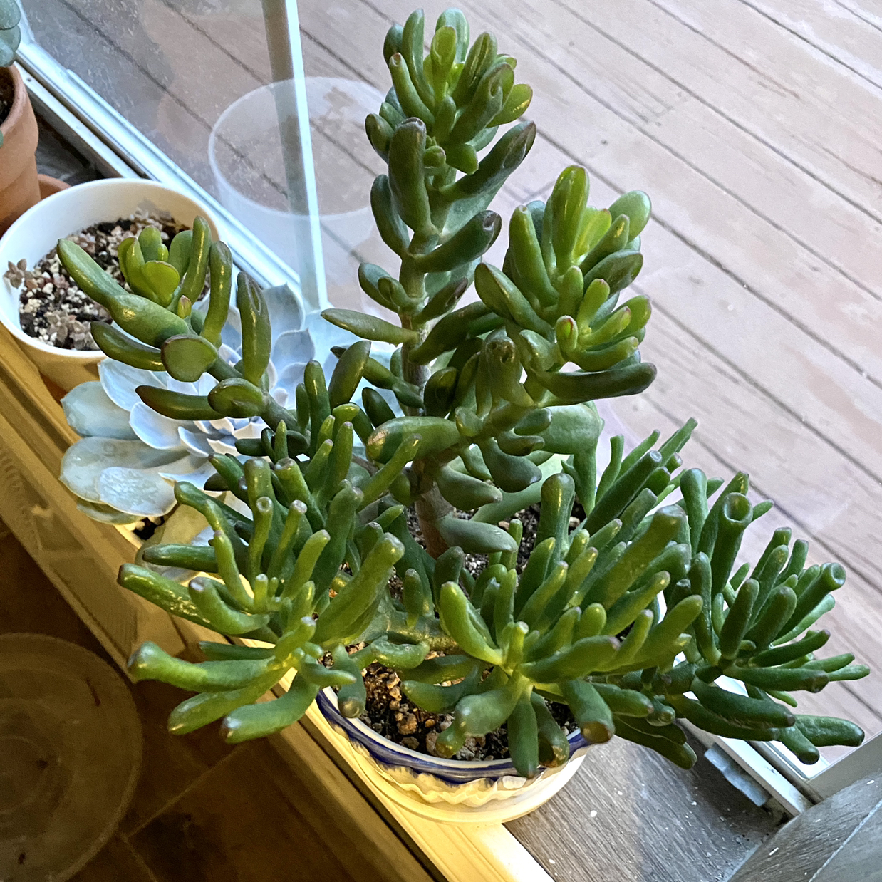 Lucky Plant plant photo by @TwistedThreads named Jelly Bean & Jade on Greg, the plant care app.