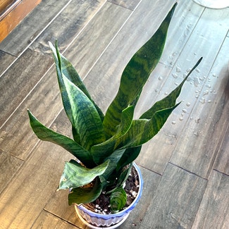 Snake Plant plant in Oliver Springs, Tennessee