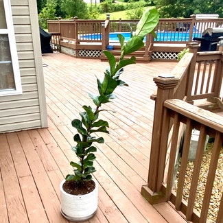 Fiddle Leaf Fig plant in Oliver Springs, Tennessee