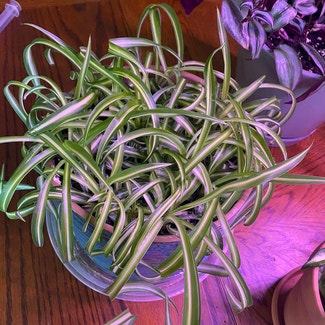 Spider Plant plant in Oliver Springs, Tennessee