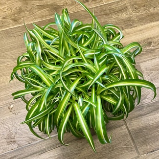 Spider Plant plant in Oliver Springs, Tennessee