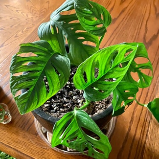Monstera plant in Oliver Springs, Tennessee