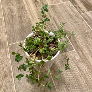 Vining Peperomia plant in Oliver Springs, Tennessee