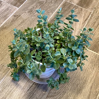 Vining Peperomia plant in Oliver Springs, Tennessee