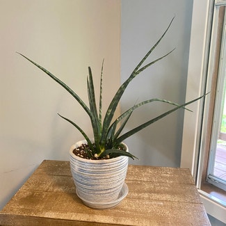 Cylindrical Snake Plant plant in Oliver Springs, Tennessee