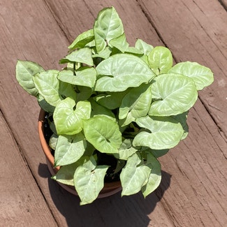 Arrowhead Plant plant in Oliver Springs, Tennessee