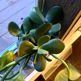Jade plant in Oliver Springs, Tennessee