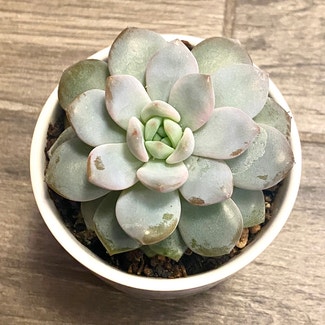 Pearl Echeveria plant in Oliver Springs, Tennessee