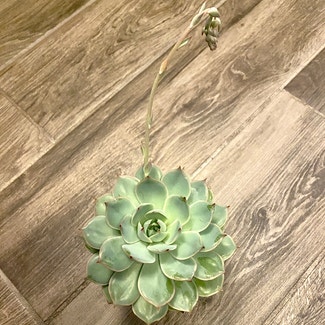 Pearl Echeveria plant in Oliver Springs, Tennessee