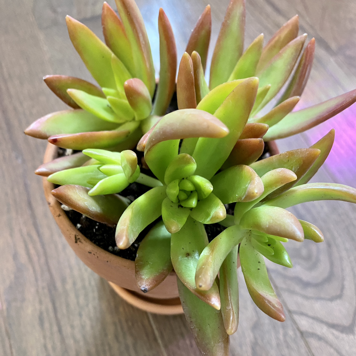 Sedum adolphi 'Sunset' plant in a pot with vibrant green and reddish leaves.
