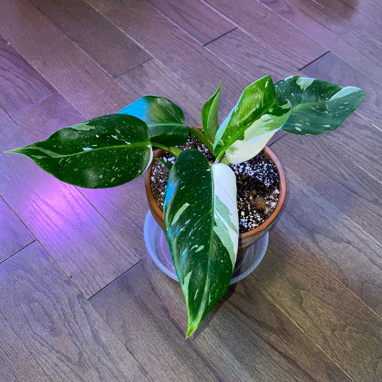 Philodendron 'White Princess' plant in a pot with visible soil and variegated leaves.