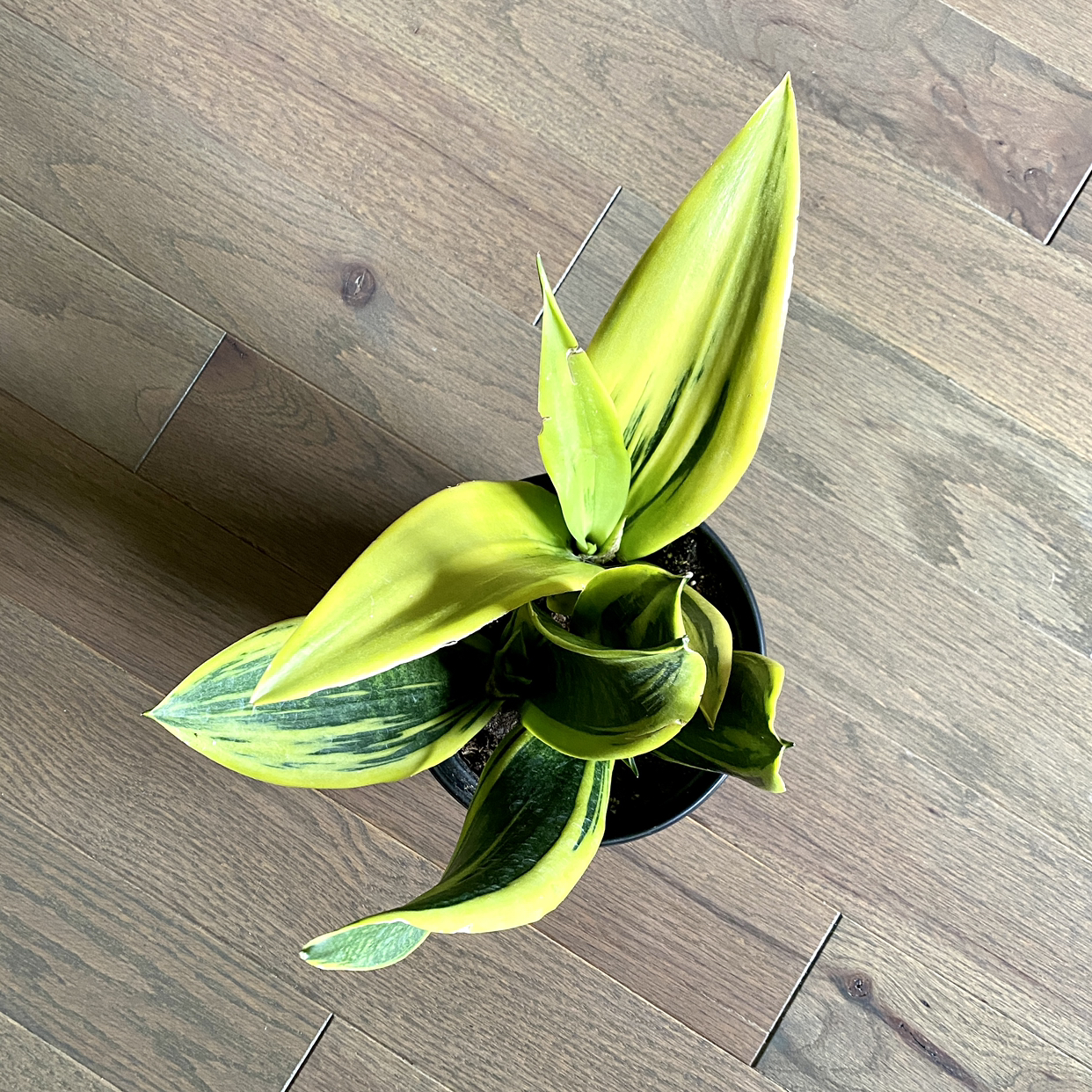 Golden Flame Snake Plant with vibrant yellow and green leaves, well-framed and in focus.