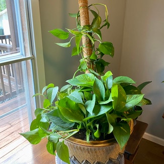 Golden Pothos plant in Oliver Springs, Tennessee