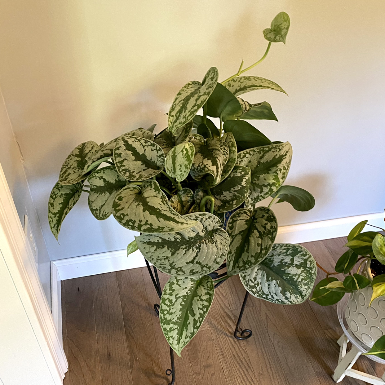 Satin Pothos plant photo by @TwistedThreads named Lewis 2 on Greg, the plant care app.