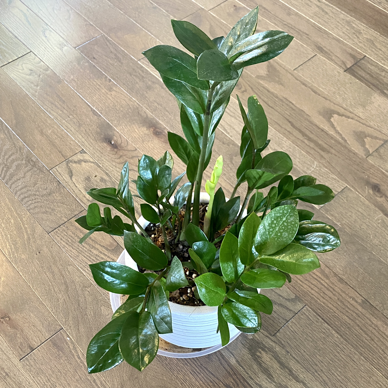 Zamioculcas Zamiifolia plant photo by @TwistedThreads named Edgar on Greg, the plant care app.