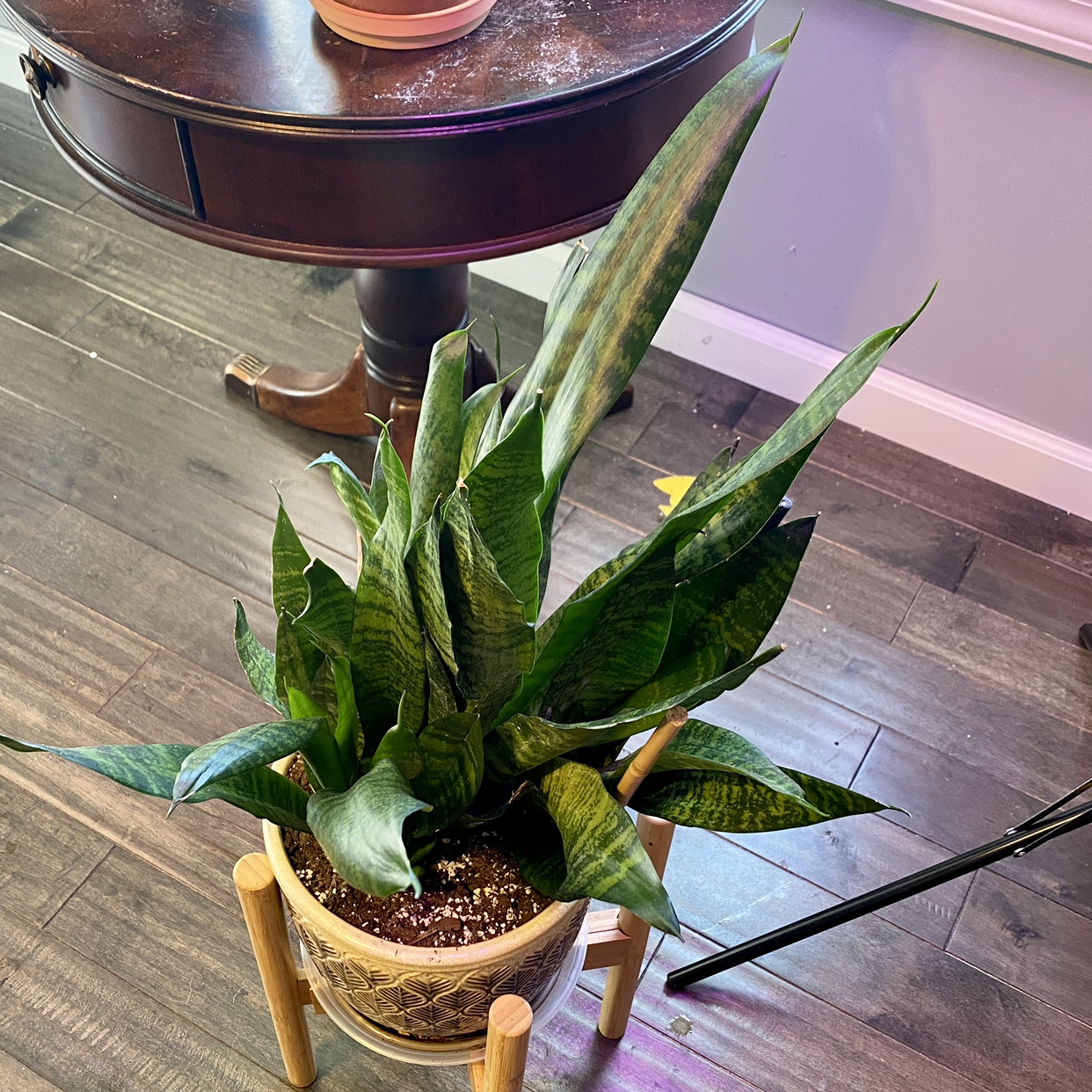 Snake Plant plant photo by @TwistedThreads named Lilith on Greg, the plant care app.