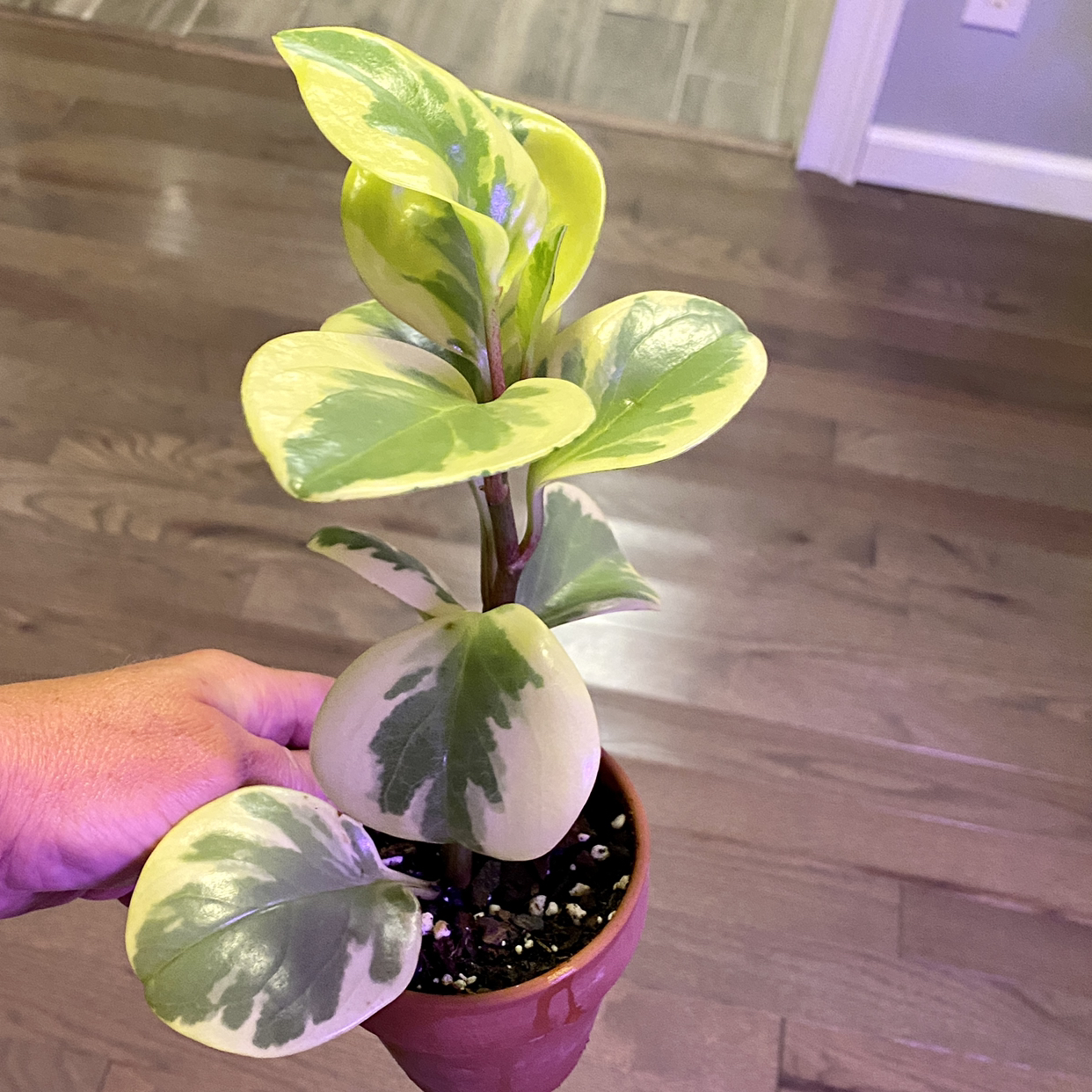 Baby Rubber Plant plant photo by @TwistedThreads named Varigated Rubber Plant on Greg, the plant care app.