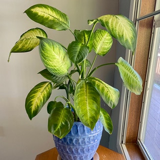 Dieffenbachia plant in Oliver Springs, Tennessee