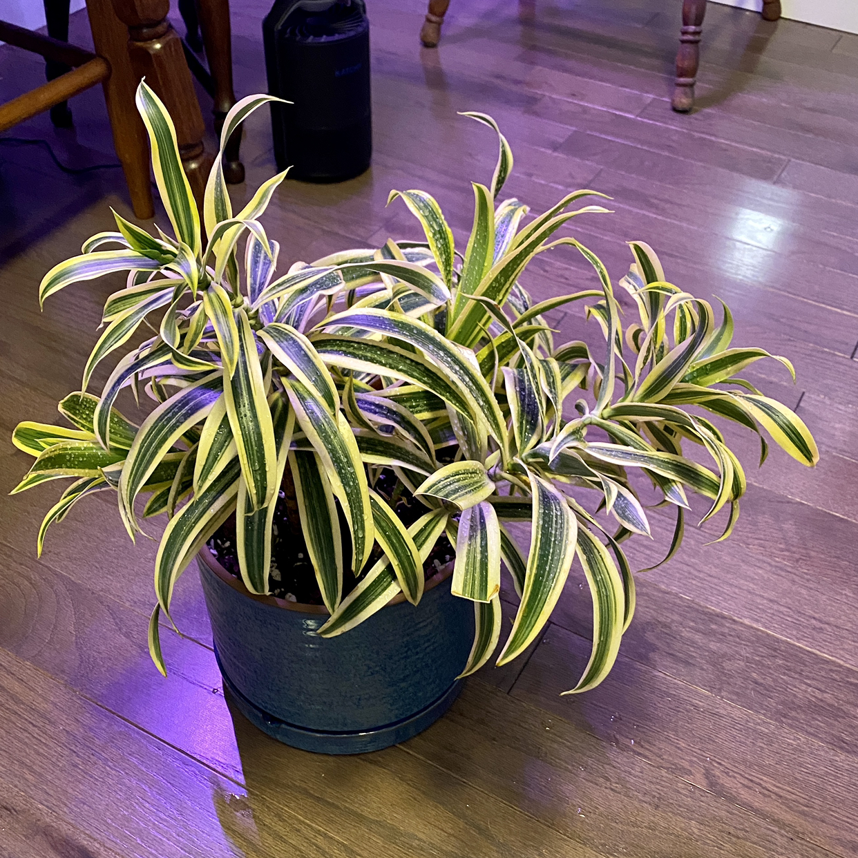 Photo of the plant species Song of India by @TwistedThreads named Stella on Greg, the plant care app