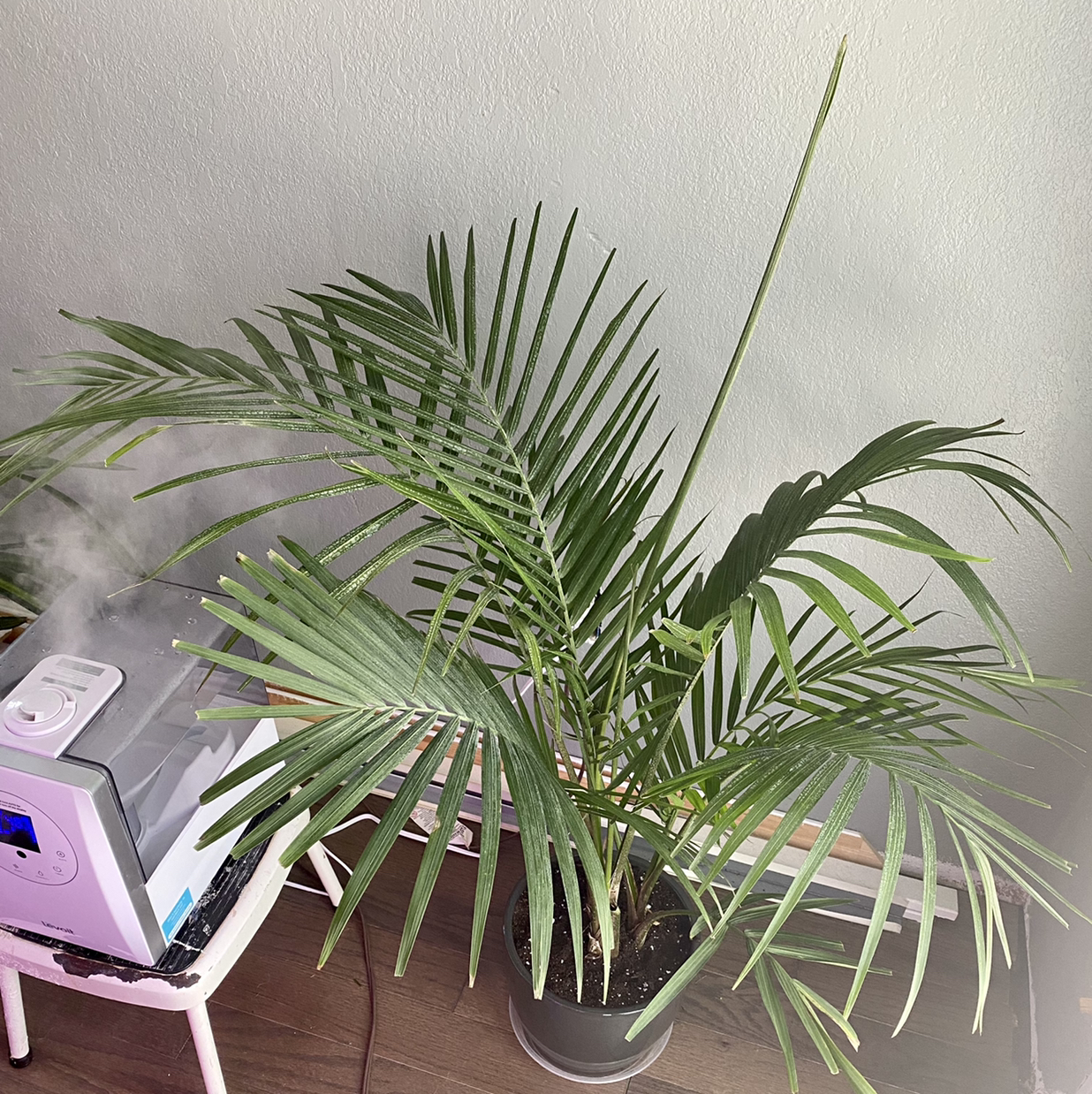 Kentia Palm plant photo by @TwistedThreads named Pride n Joy on Greg, the plant care app.