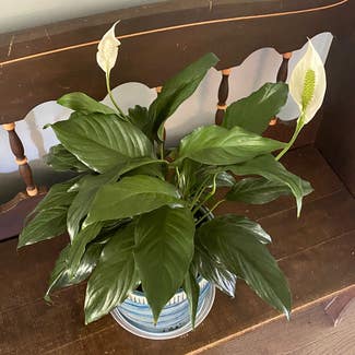 Peace Lily plant in Oliver Springs, Tennessee