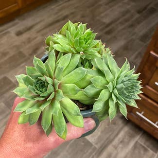 Hens and Chicks plant in Oliver Springs, Tennessee
