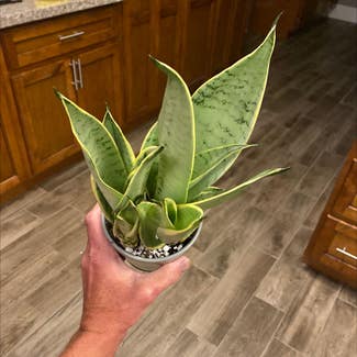 Snake Plant plant in Oliver Springs, Tennessee