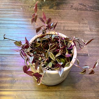 Tradescantia Zebrina plant in Oliver Springs, Tennessee