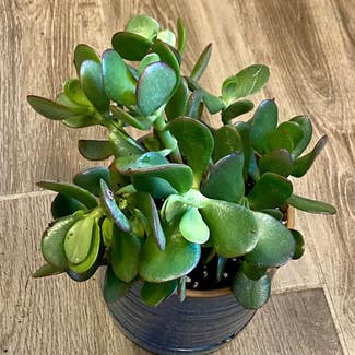 Jade plant in Oliver Springs, Tennessee