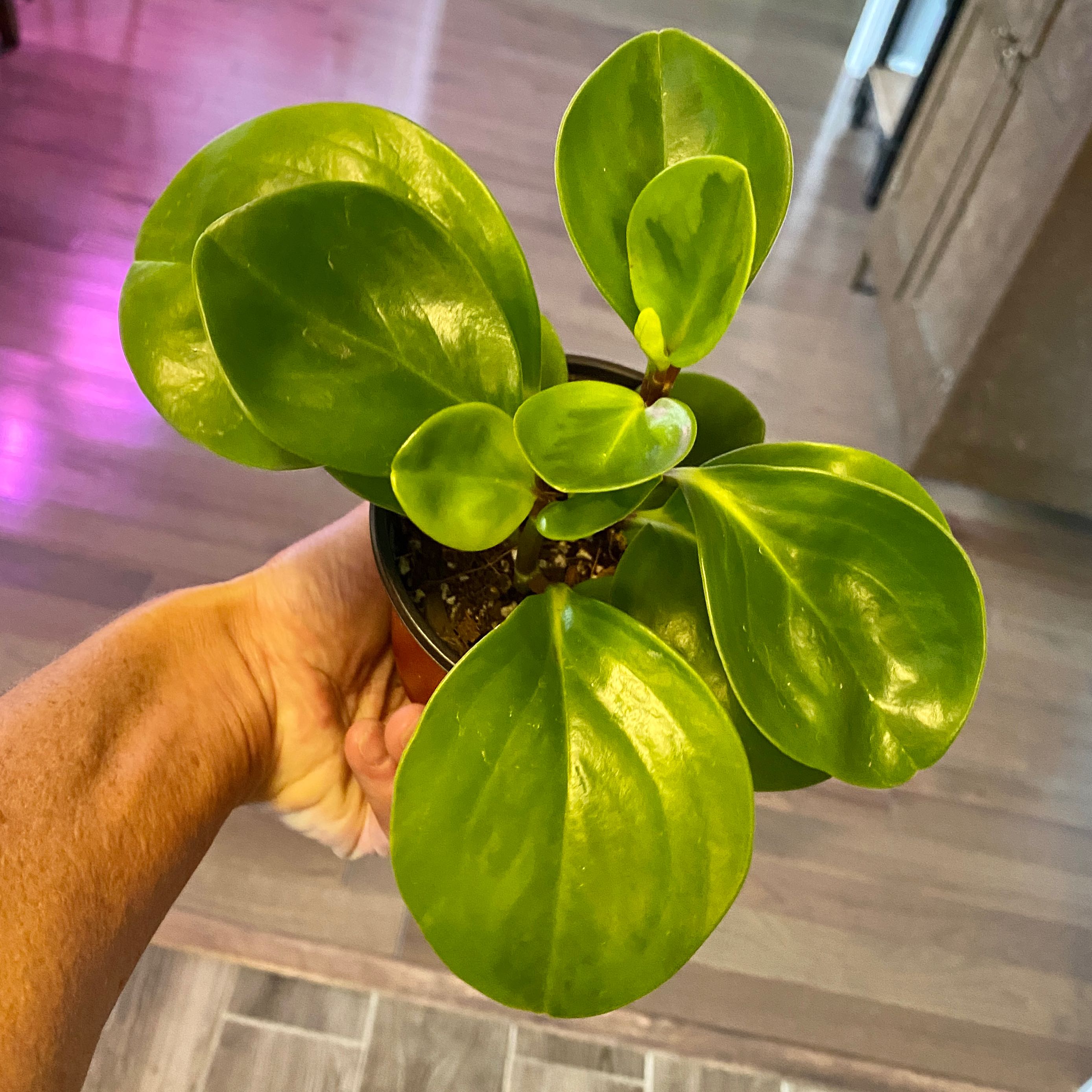 Lemon Lime Peperomia plant with vibrant green leaves held by a hand.