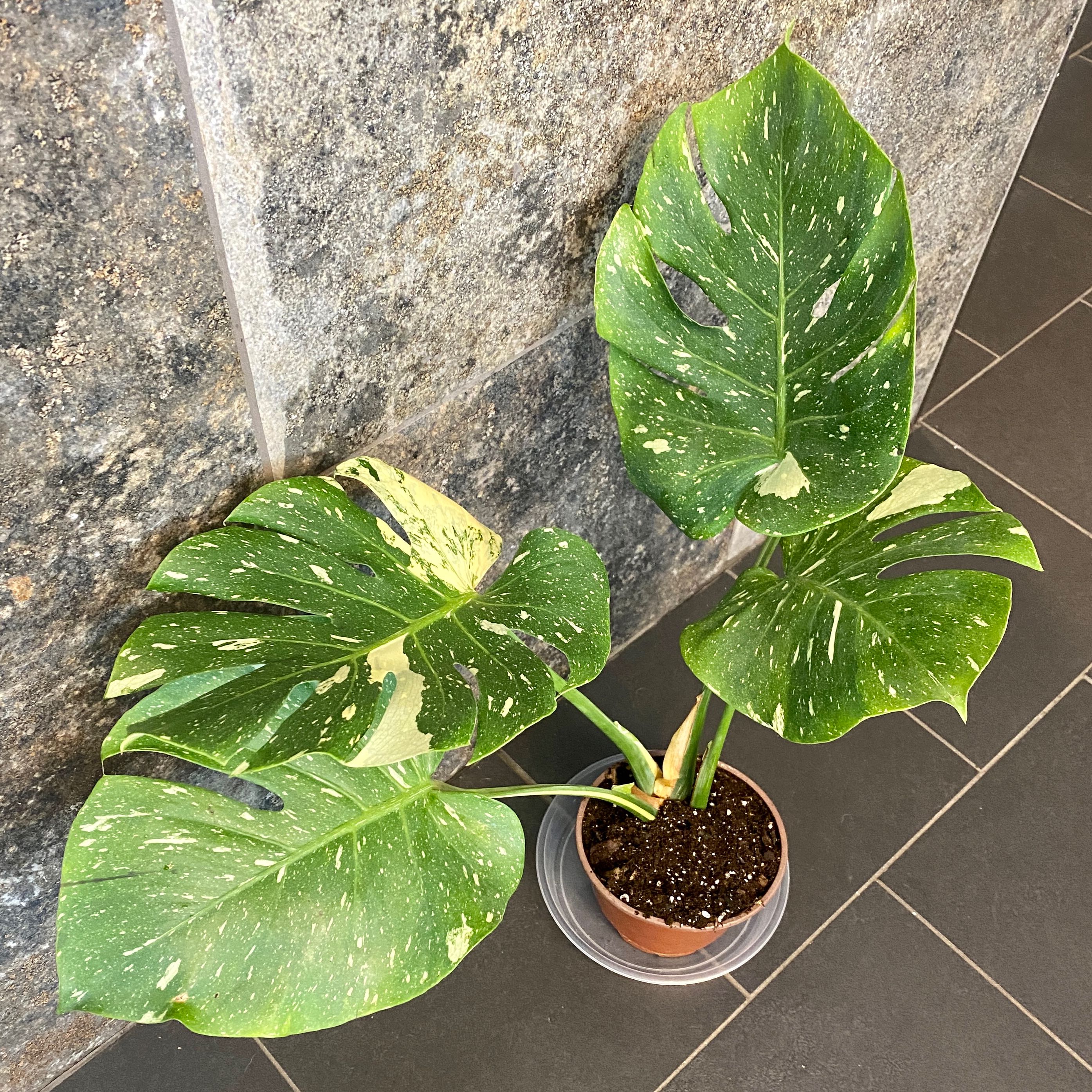 Thai Constellation Monstera is Toxic to Cats 🐈