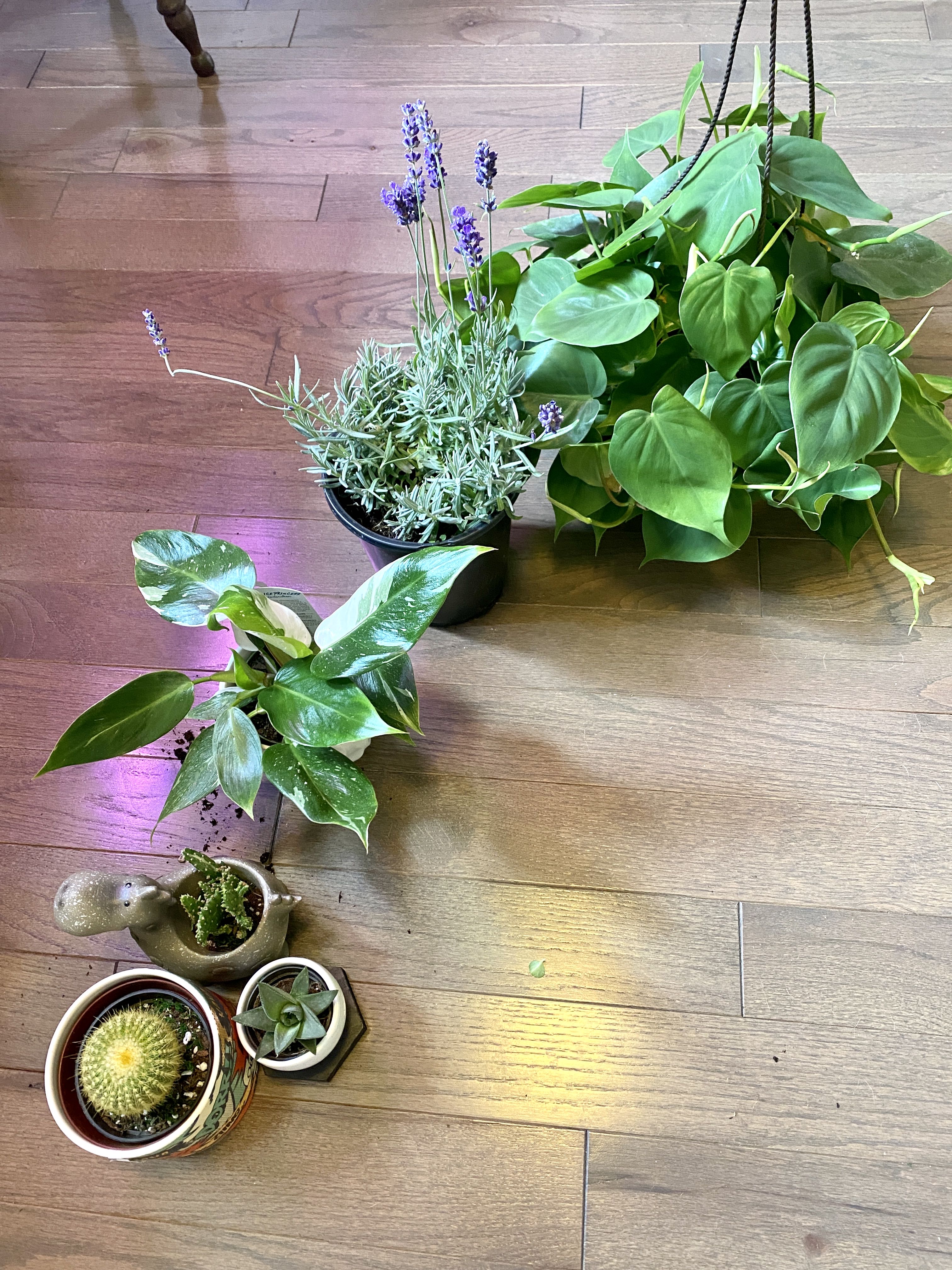 Photo from the post