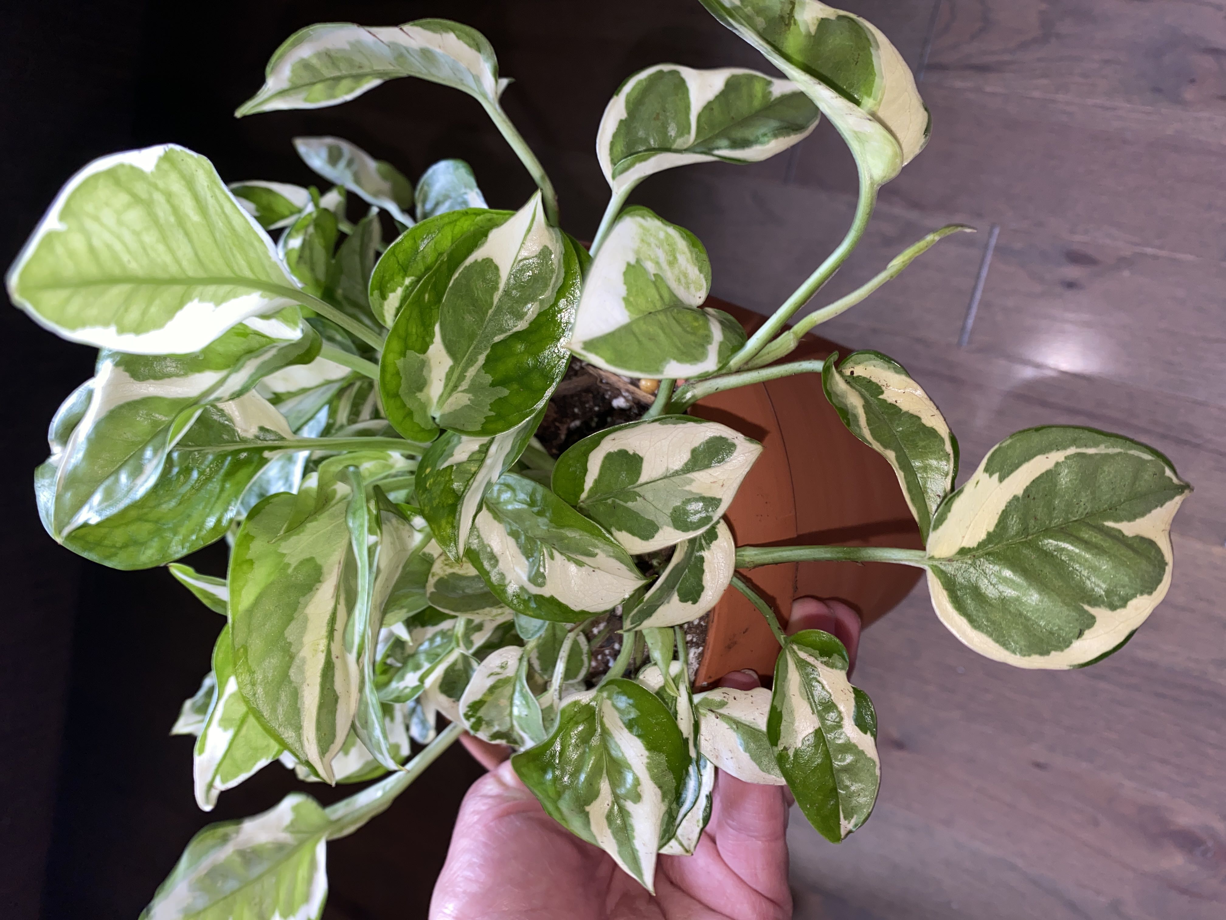 Photo from the post