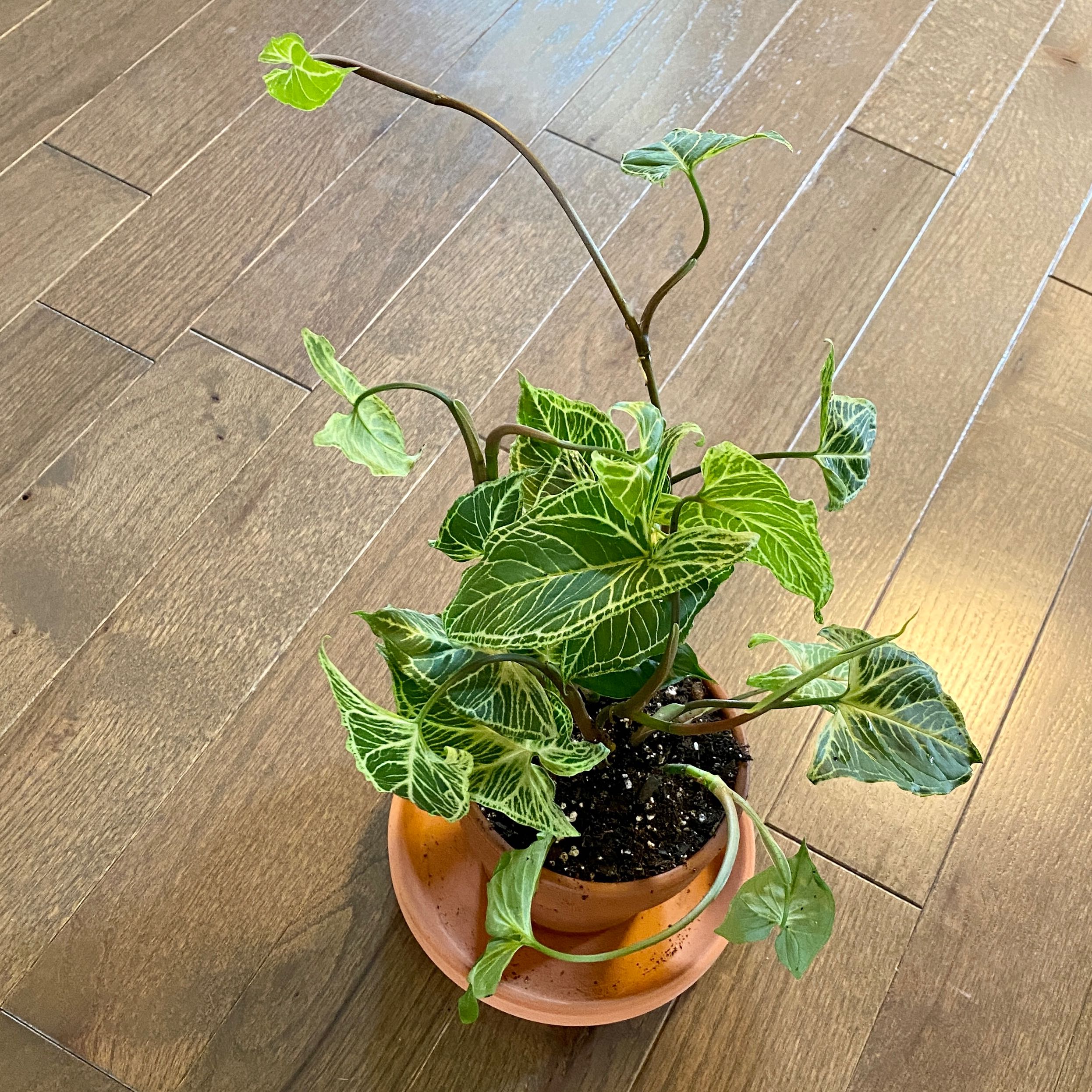 Syngonium 'Batik' plant in a terracotta pot with variegated leaves on a wooden floor.