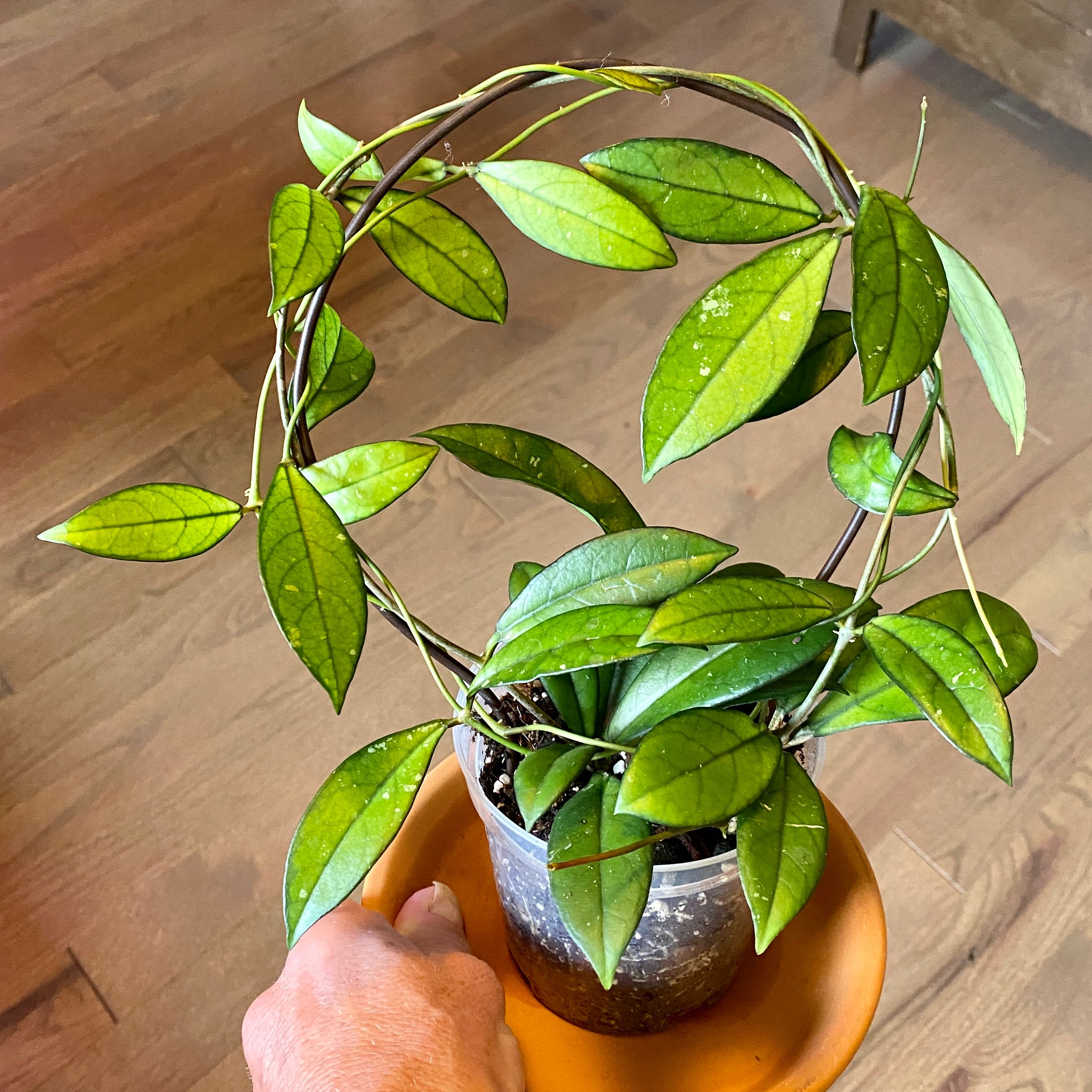 Hoya crassipetiolata plant in a clear pot with visible soil, held by a hand.