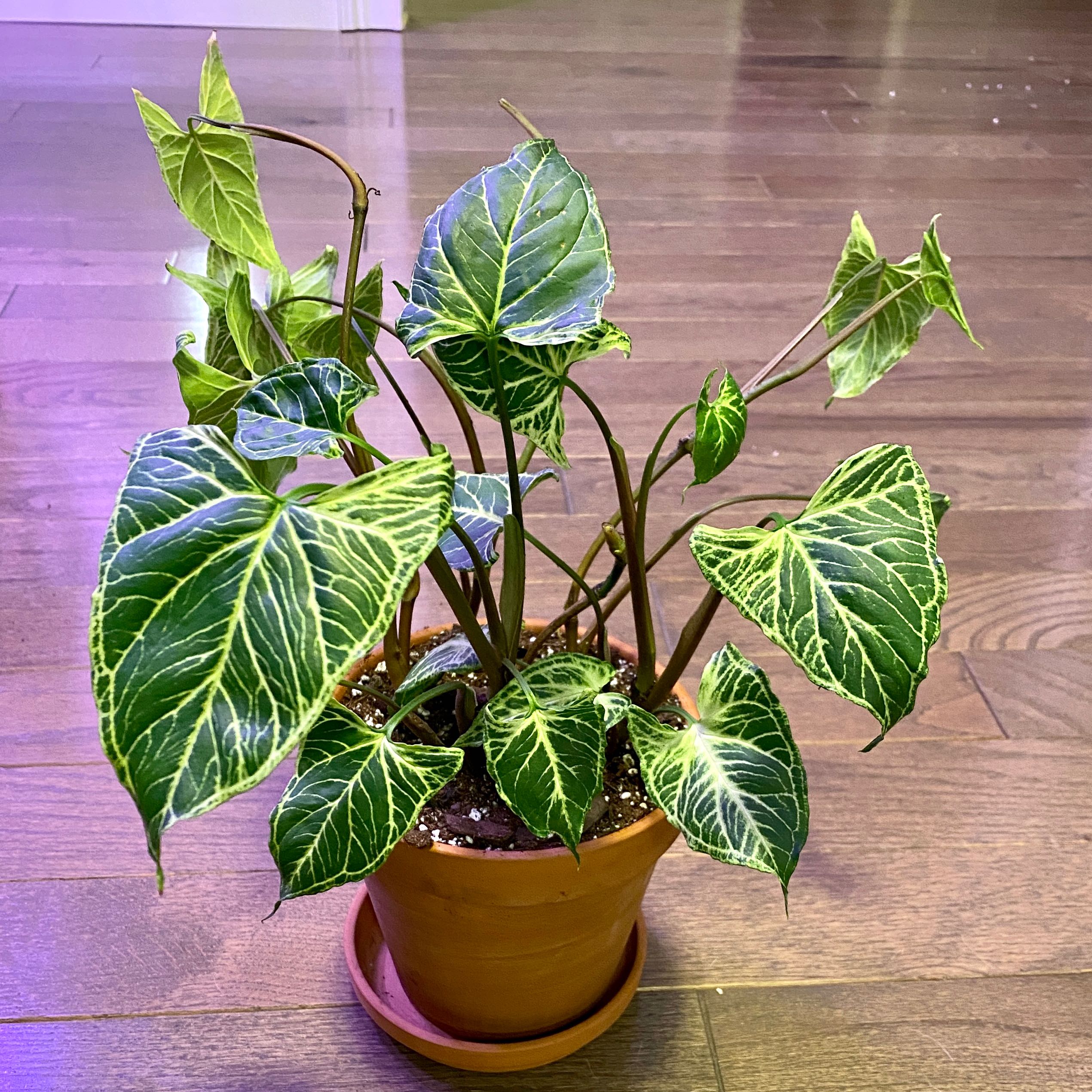 Syngonium 'Batik' plant in a terracotta pot with distinctively patterned leaves.