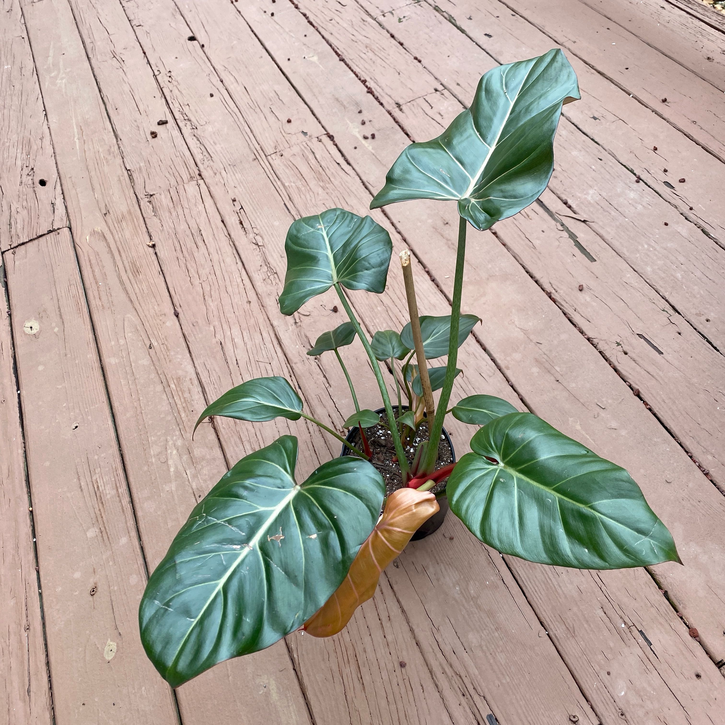 Philodendron 'Summer Glory' plant with large green leaves and one yellowing leaf on a wooden deck.