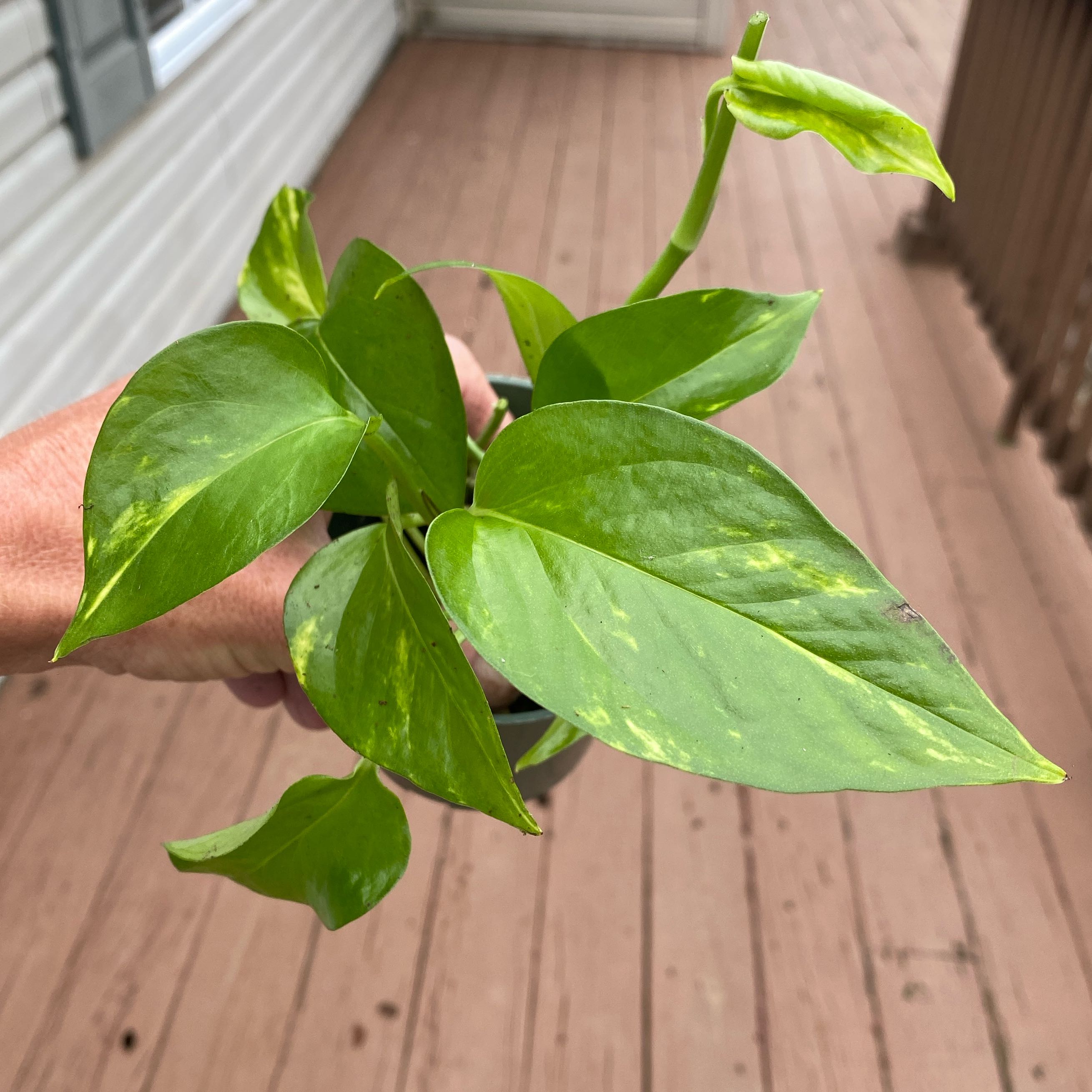 Hawaiian Pothos plant with vibrant green leaves and yellow variegation, held by a hand.