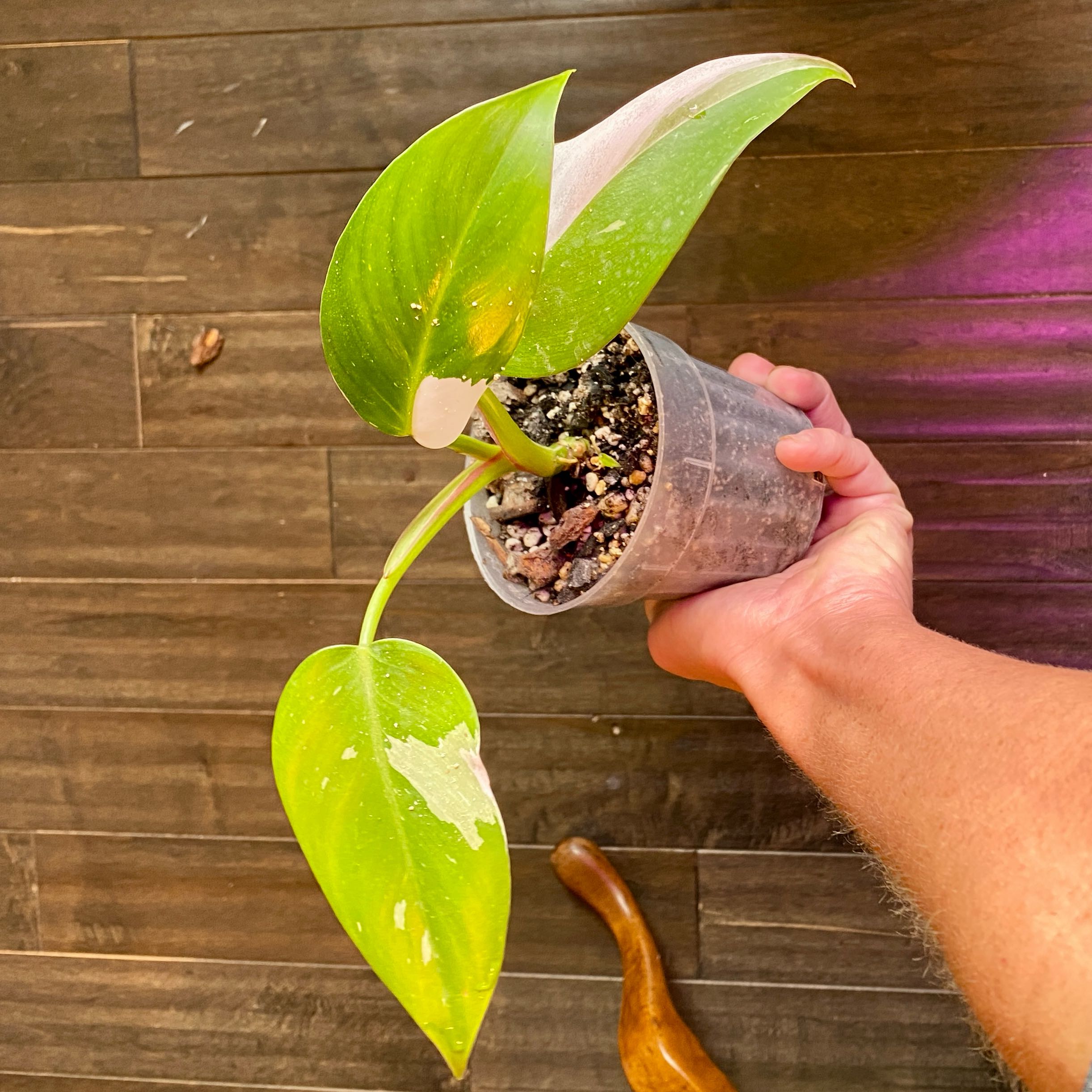 Philodendron 'White Princess' plant held by a hand, showing healthy green leaves with white variegation.