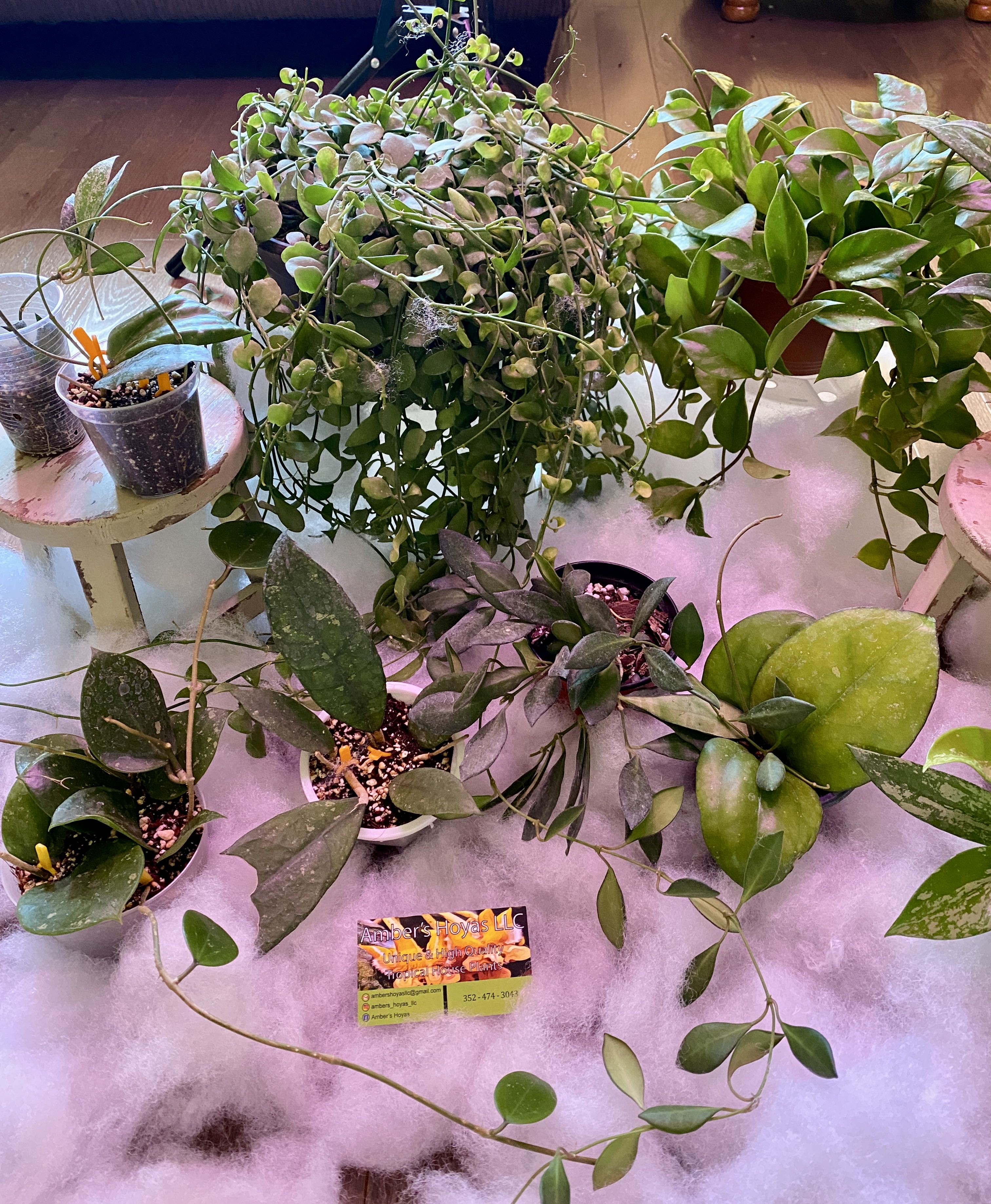 Photo from the post