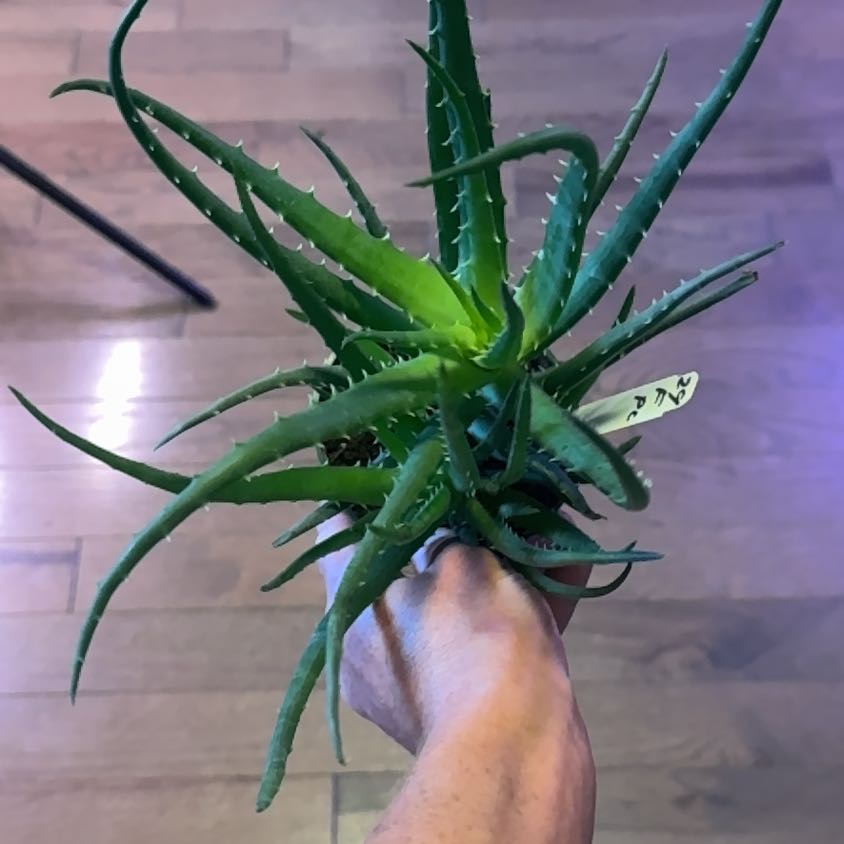 A healthy Candelabra Aloe plant being held by a hand, with a wooden floor background.