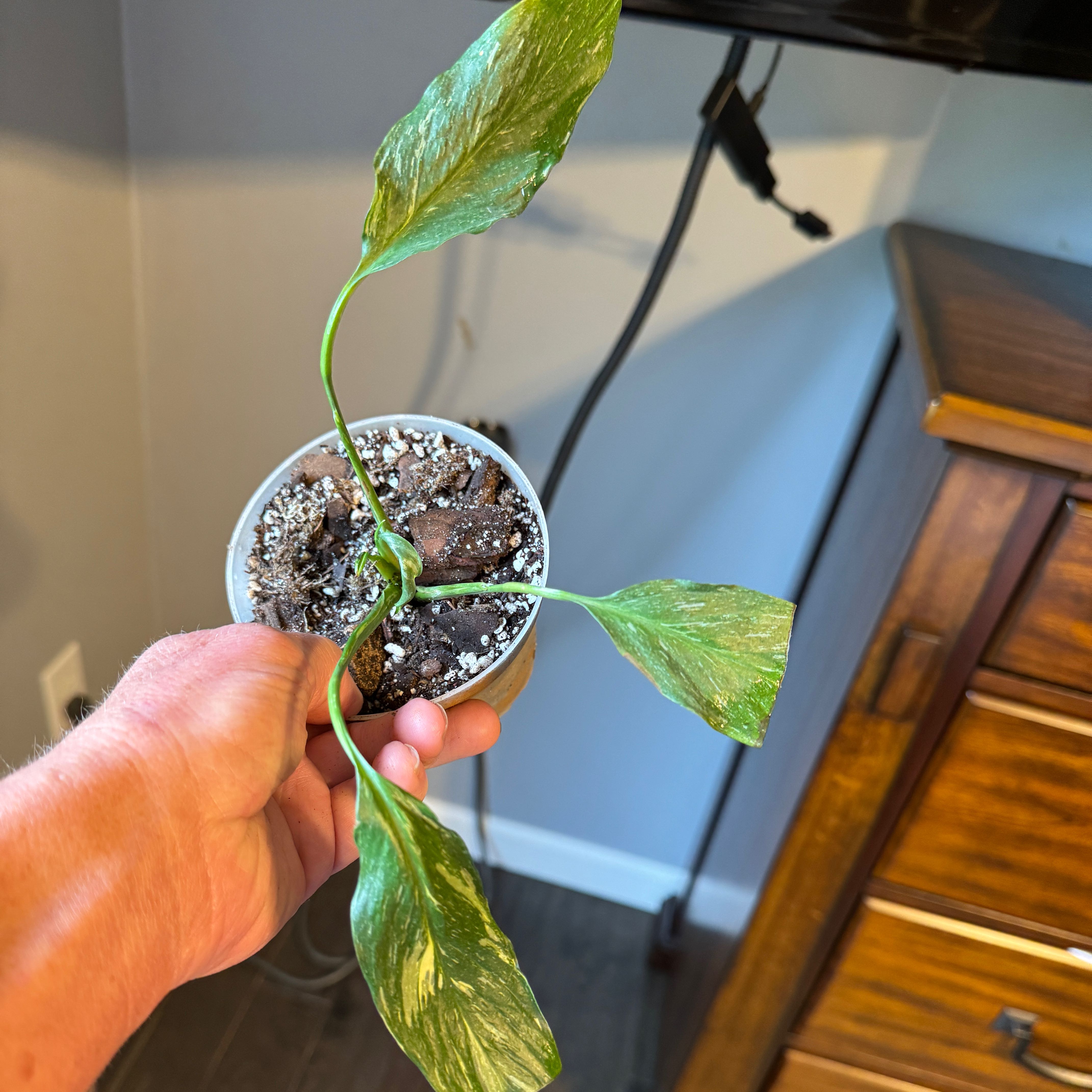 Domino Peace Lily plant with three leaves showing some browning, held by a hand.